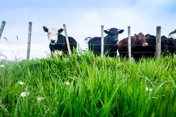 Dairy cows in paddock, New Zealand