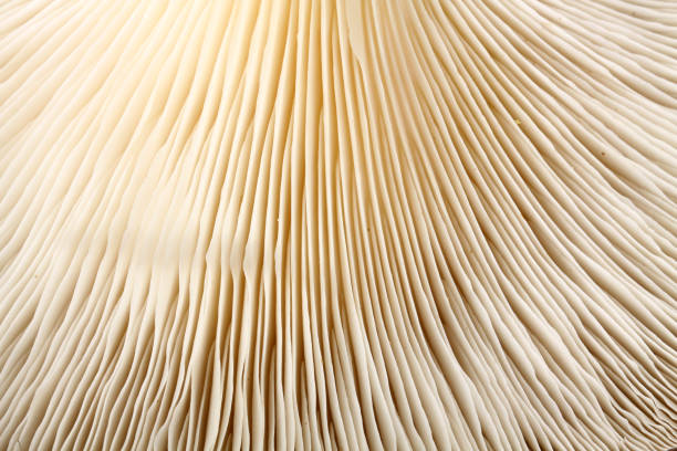 istock Close up of white colored Oyster mushroom 1025247604