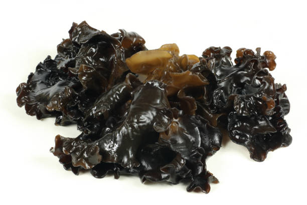 istock Black fungus on a white background 1025250146