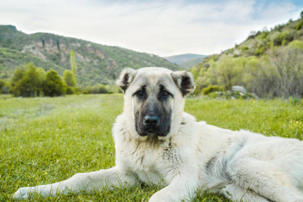 chien de berger anatolie kangal posant sur fond naturel vert - sheepdog photos et images de collection