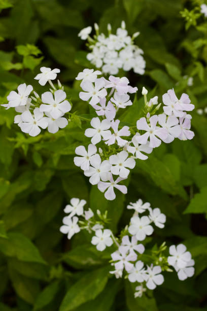 istock Close-up of white common phlox flowers 1025267792