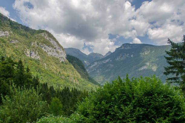istock Triglav National park forest 1025268466