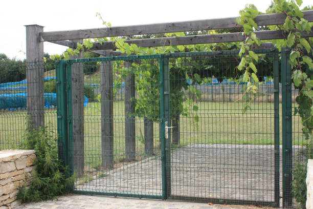 istock Pergola  Climbing plant  Virginia creeper 1025274732