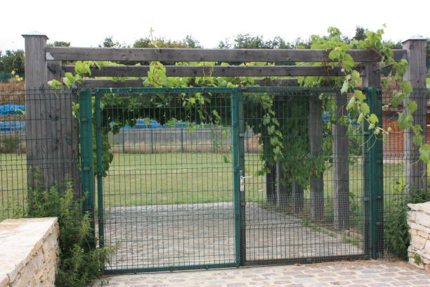 istock Pergola  Climbing plant  Virginia creeper 1025274738
