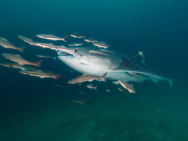 istock Whale shark with remoras in low visibility 1025281702