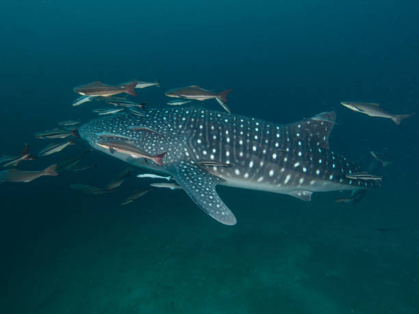 istock Whale shark with remoras in low visibility 1025281718