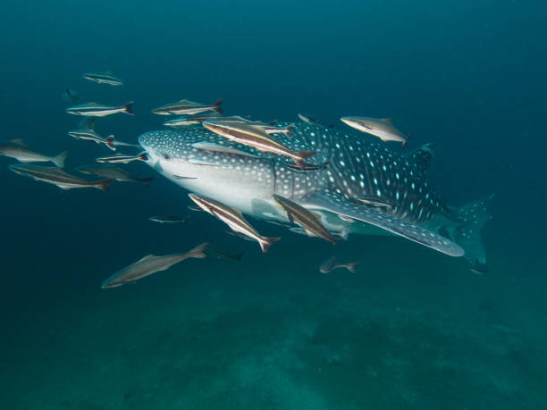 istock Whale shark with remoras in low visibility 1025281720
