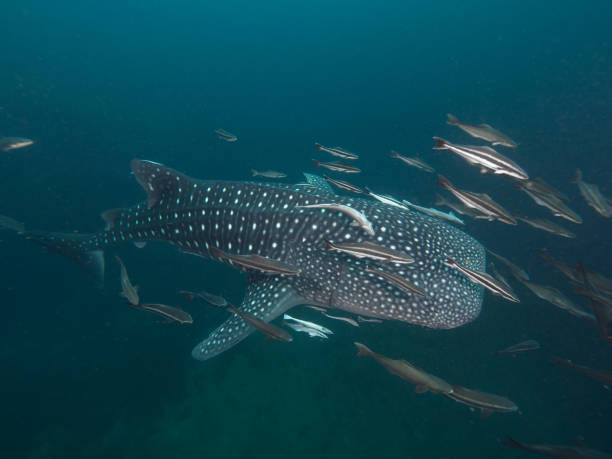 istock Whale shark with remoras in low visibility 1025281742