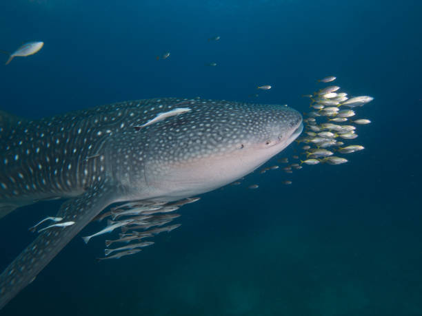 istock Whale shark with an entourage of fish around it 1025281998