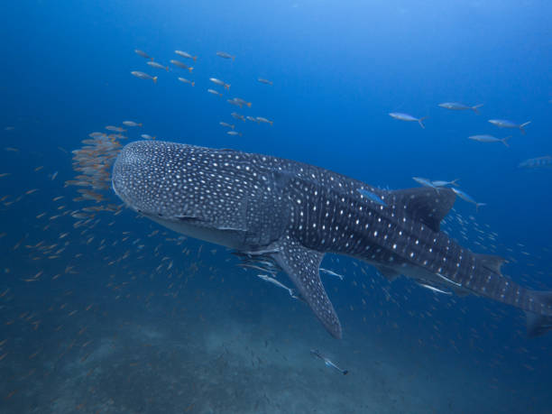 istock Whale shark with an entourage of fish around it 1025282130