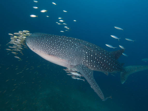 istock Whale shark with an entourage of fish around it 1025282132
