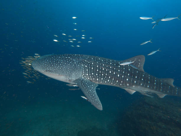 istock Whale shark with an entourage of fish around it 1025282140
