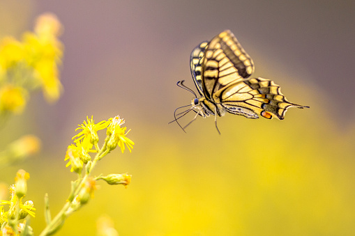 Flying Old World swallowtail butterfly (Papilio machaon) drinking nectar on yellow flower background