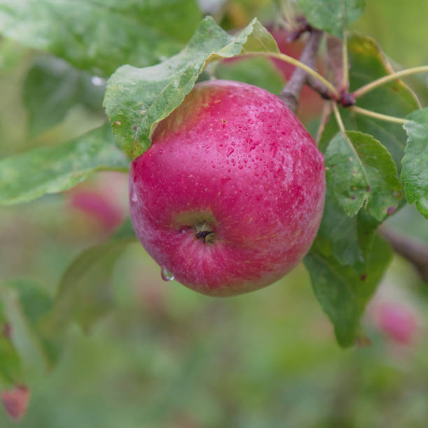 istock Organic ripe apple on tree with raindrops in Washington, America 1025286674