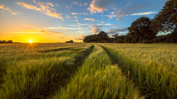 istock Tractor Track through Wheat field at sunset 1025286948