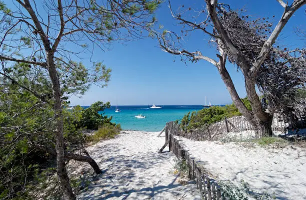 Aleppo pine and white sand in Saleccia beach, Corsica