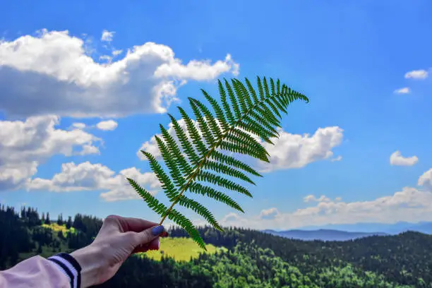 leaf fern in the female hand against the sky and mountains.