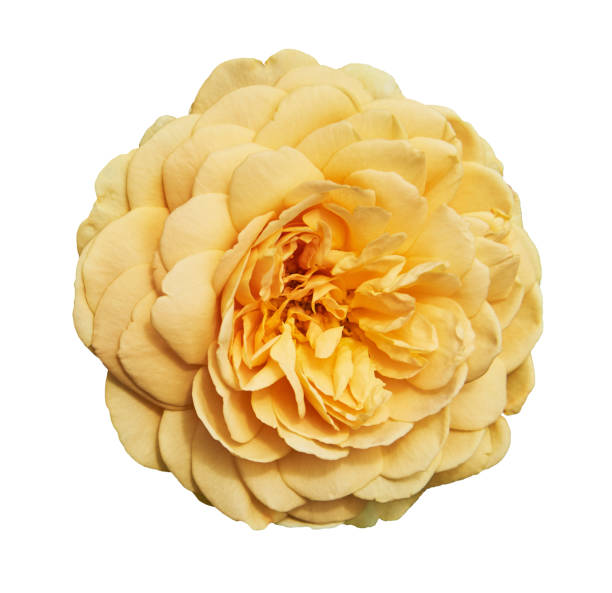 istock Beautiful yellow rose. Isolated on a white background 1025296924