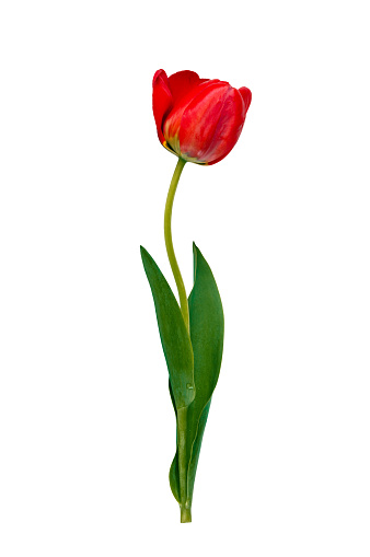 Blooming red tulip isolated on white background. Spring tulip flower with leaves.