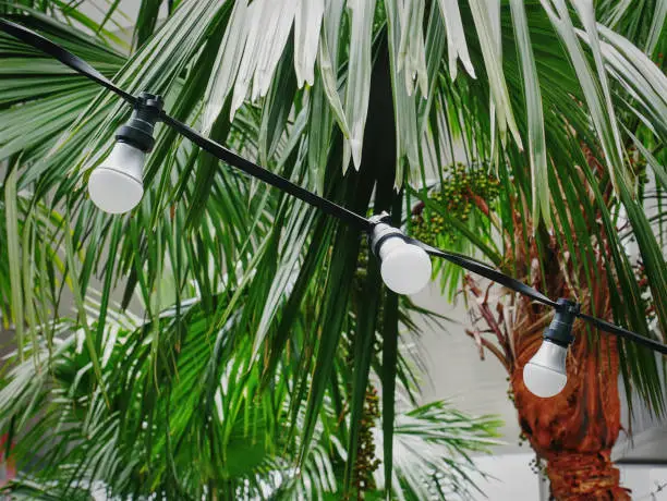 View of Group of Hanging Decorative Light Bulbs