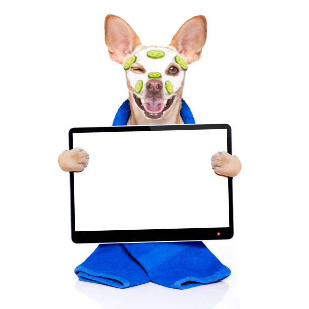 istock wellness beauty mask  spa  dog 1025299634