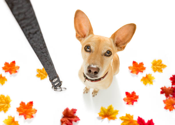 istock dog  with leash waiting for a walk 1025299646