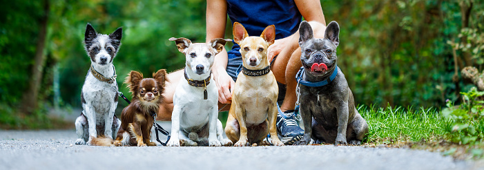 group of dogs with owner and  leash ready to go for a walk or walkies , outdoors outside at the park