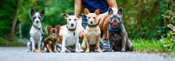 Photo of dogs with  leash and owner ready to go for a walk