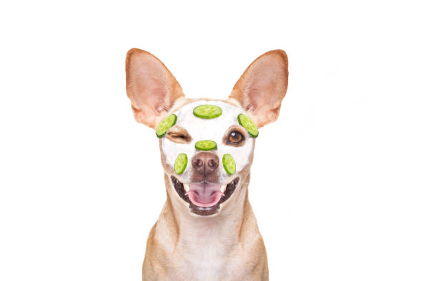 chien de spa bien-être beauté masque - dog chihuahua pampered pets pets photos et images de collection