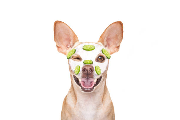 wellness beauty mask  spa  dog