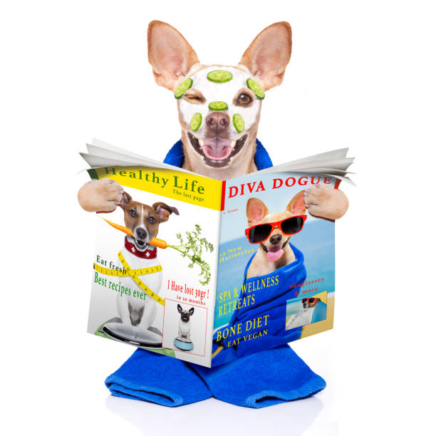 istock wellness beauty mask  spa  dog 1025299798