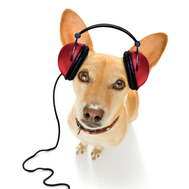 istock dog listening to music 1025299828