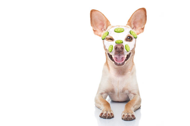 istock wellness beauty mask  spa  dog 1025300022