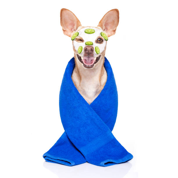 istock wellness beauty mask  spa  dog 1025300088