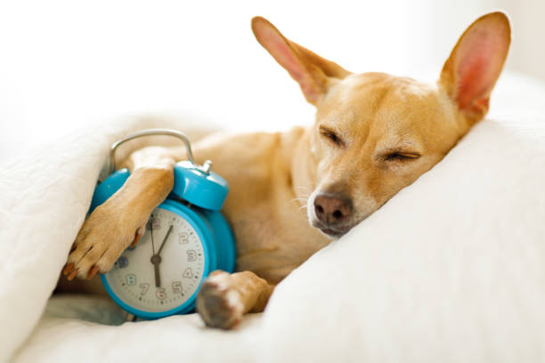 dog  sleeping or dreaming in bed - dog alarm imagens e fotografias de stock