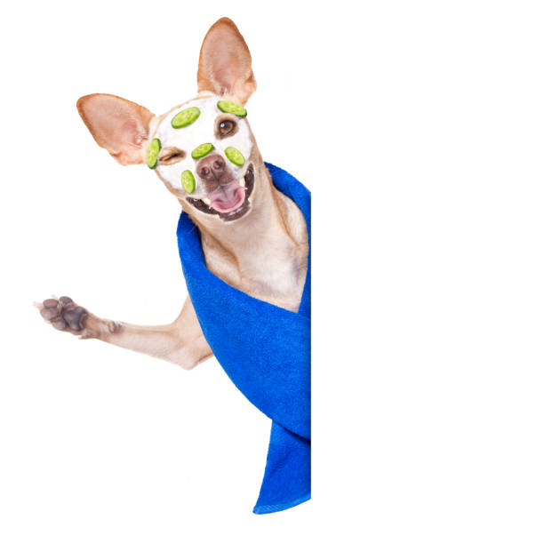 istock wellness beauty mask  spa  dog 1025300304