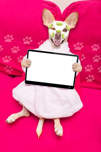 istock wellness beauty mask  spa  dog 1025300330