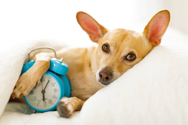 dog  sleeping or dreaming in bed chihuahua dog in bed resting or sleeping , with alarm clock  ringing in  bedroom under the blanket , to early for wake and get up the early bird catches the worm stock pictures, royalty-free photos & images