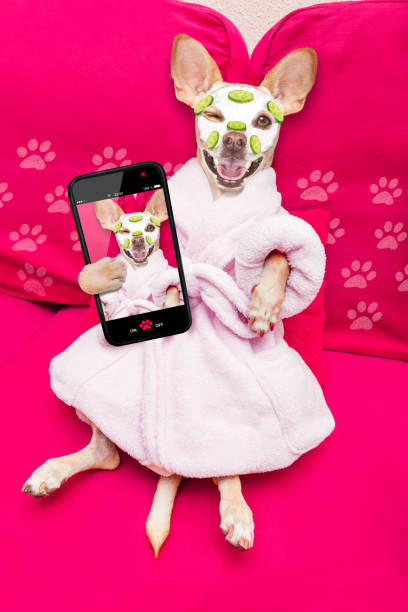 istock wellness beauty mask  spa  dog 1025302602