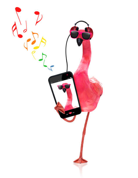 flamingo listening to music