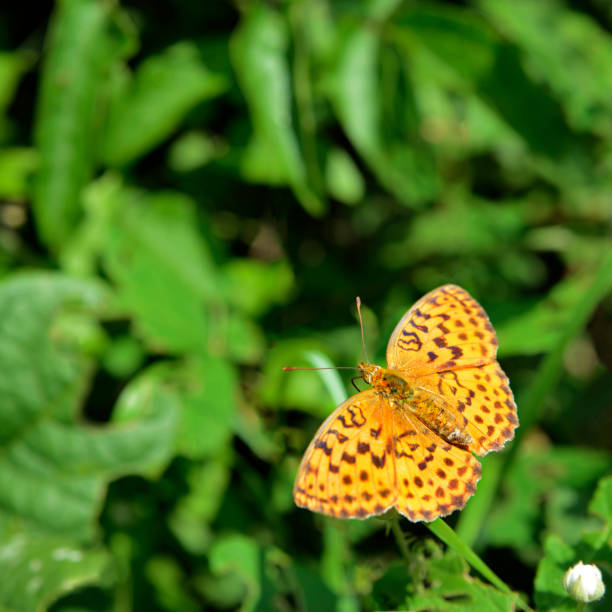 istock Orange butterfly in the foliage 1025302956