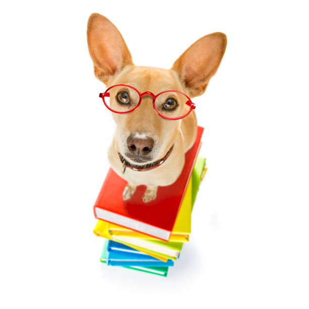 istock smart dog and books 1025302958