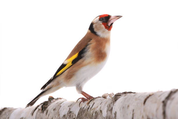 istock goldfinch isolated on a white 1025310160