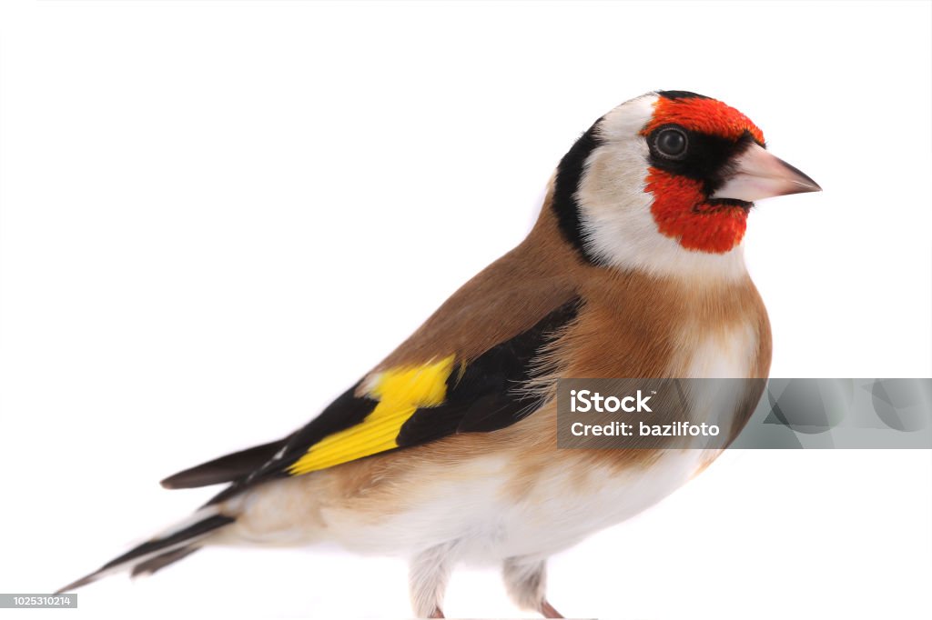 portrait goldfinch isolated on a white portrait goldfinch isolated on a white background Animal Stock Photo