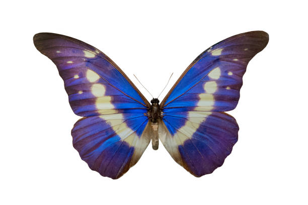 istock butterfly Morpho helena m isolated on white 1025310238