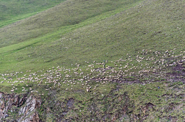 istock Flock of sheep 1025310300