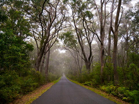 Travelling along a country road on a foggy misty day