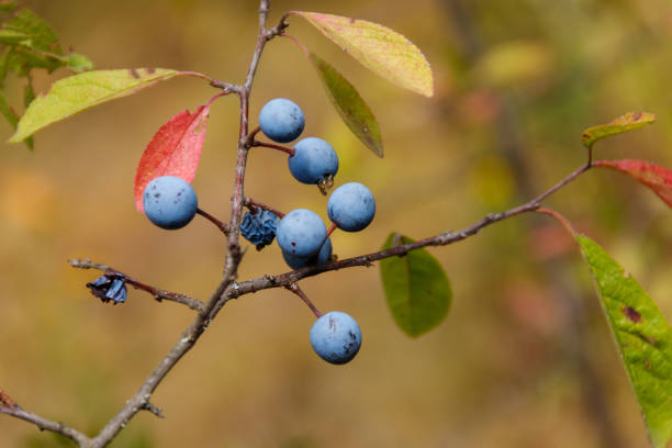 istock Blackthorn or sloe (Prunus spinosa) berries on a branch close-up 1025313828