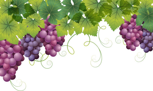 tła winogron - agriculture purple vine grape leaf stock illustrations