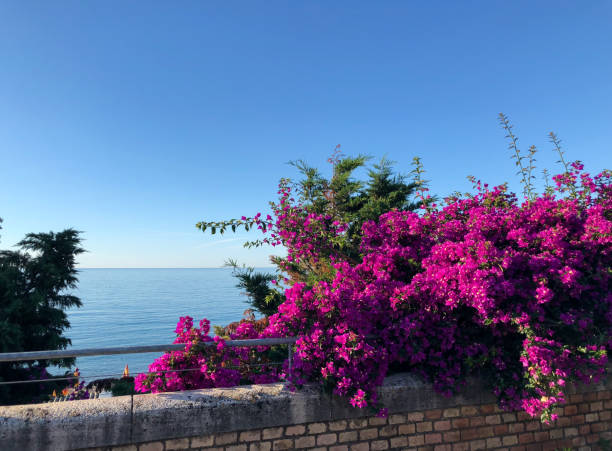 seascape with beautiful bougainvillea climbing plant near a brick wall seascape with beautiful bougainvillea climbing plant near a brick wall in summer san remo italy photos stock pictures, royalty-free photos & images